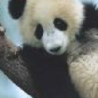 Panda photo