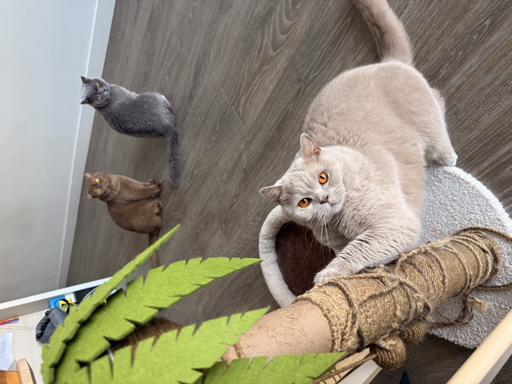 Original photograph of three cats